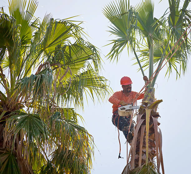 Best Large Tree Removal  in Jacksonville, NC